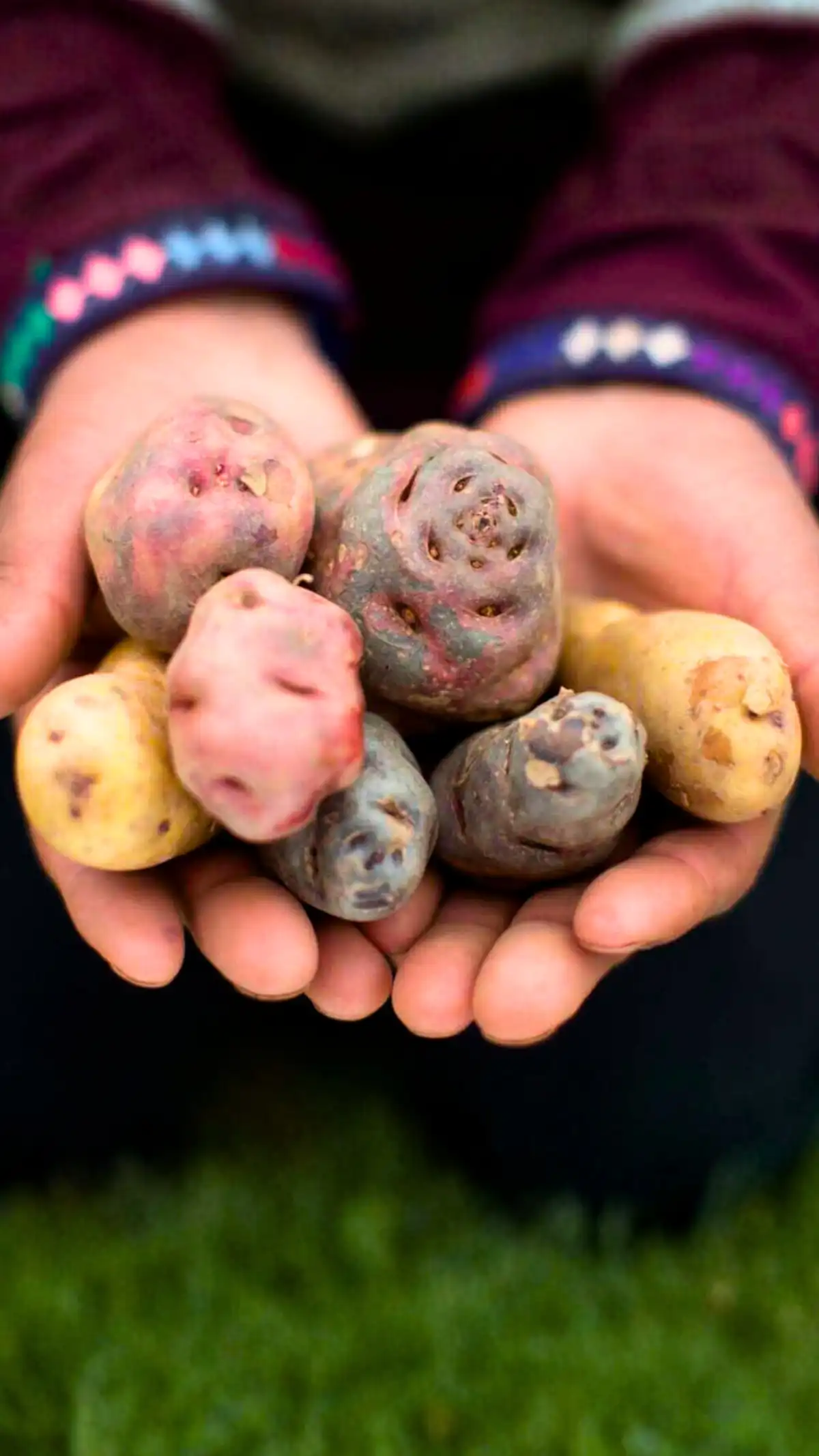 Papas Nativas del Perú